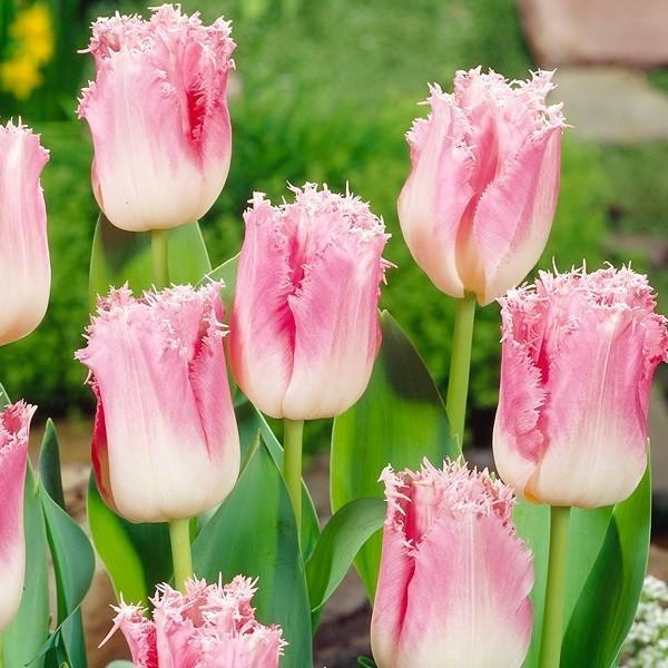 ●学名・英名Tulipa Fancy Frills●分類フリンジ咲き Fringed商品情報●お届け状態球根 (開花見込みサイズ)●開花期(約)遅 (4月中旬-5月中旬) ※関東以南の暖地では、開花時期が早くなる場合があります。●草丈(約)...