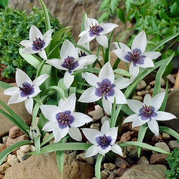 ●学名・英名Tulipa humilis alba coerulea oculata ●商品情報幻の青いチューリップ!白花弁と中心部の青色のコントラストが幻想的で美しいチューリップ。春の訪れを優しく感じさせてくれます。ユリ科チューリップ属。...