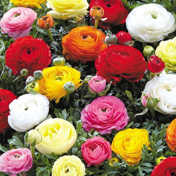 ●学名・英名Ranunculus ●商品情報ラナンキュラスは色鮮やかな花弁が幾重にもなり、ボリューム満点!   ●お届け状態球根 (球数:約5-12球) ※生産・入荷状況によって、サイズ・球数が変更となります。 ●開花期(約)3-5月 ●草...