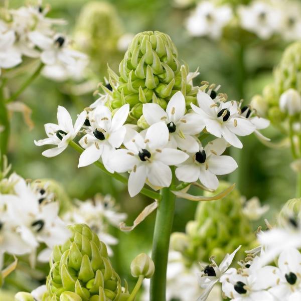 ●学名・英名：Ornithogalum saunderiae●商品情報：耐寒性、耐暑性が強い夏咲き種のオーニソガラム。草丈は1mを超える事もあり、花壇のアクセントにピッタリ! 花茎が高く伸び切花やアレンジフラワーにも適します。キジカクシ科。...