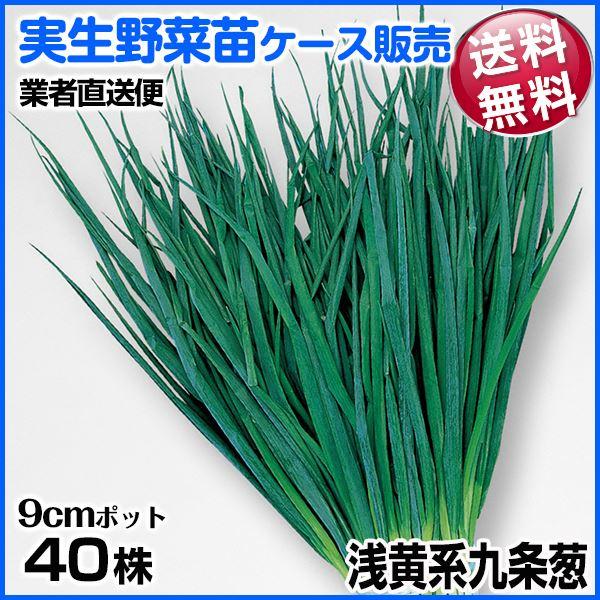 ●商品情報細身で鮮緑色の上質葉ネギ。●お届け状態実生9cmポット苗 40株入り●果重/果長-●備考