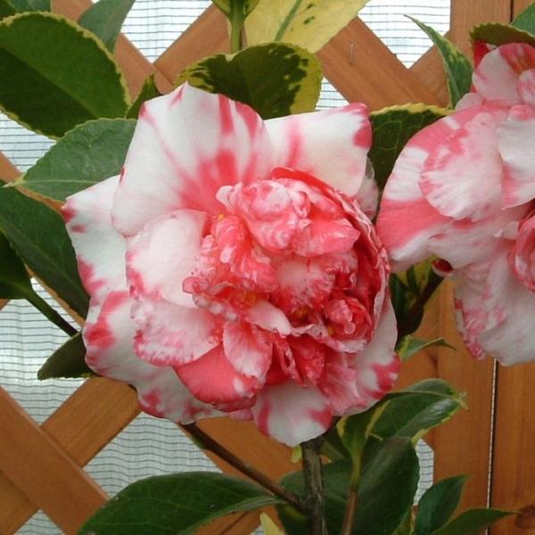 ●商品情報紅地に白斑の牡丹咲き、早咲きのため秋に咲くこともあります。●お届け状態挿木ポット苗●分類常緑樹●耐寒性強●花期  10月〜4月●花径(約)  -●樹高  2?5m●日照条件   日なた(幼木時は半日陰で管理)●栽培適地   庭・鉢・切花