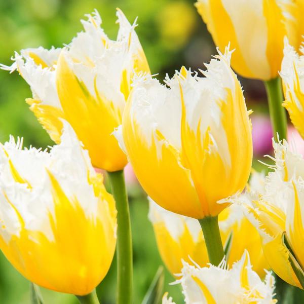 ●学名・英名：Tulipa Burning Flame●分類：フリンジ咲き Fringed●商品情報：黄色花弁に白い縁が入るフリンジ咲きチューリップの球根。 ●お届け状態：球根 (開花見込みサイズ)※品種・花色によって球根のサイズが異なる場...