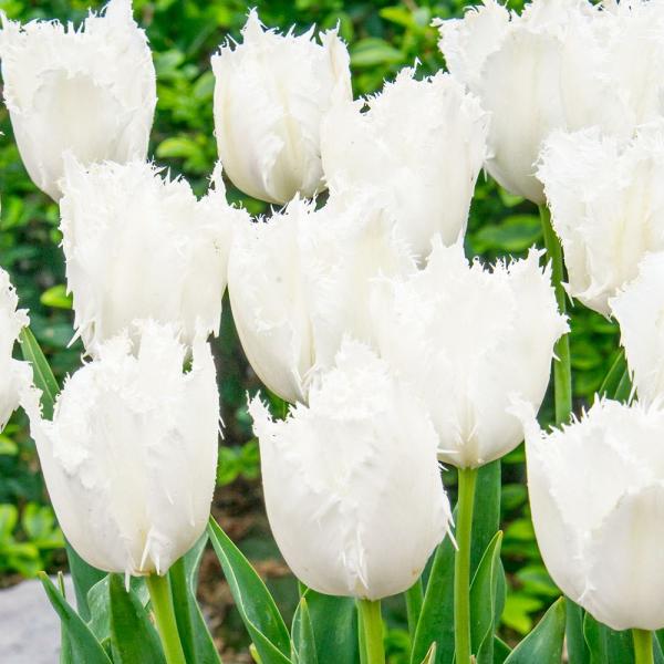 ●学名・英名：Tulipa Colour Fusion●分類：フリンジ咲き Fringed●商品情報：白のフリンジ咲きチューリップの球根 ●お届け状態：球根 (開花見込みサイズ)※品種・花色によって球根のサイズが異なる場合があります。●開花...