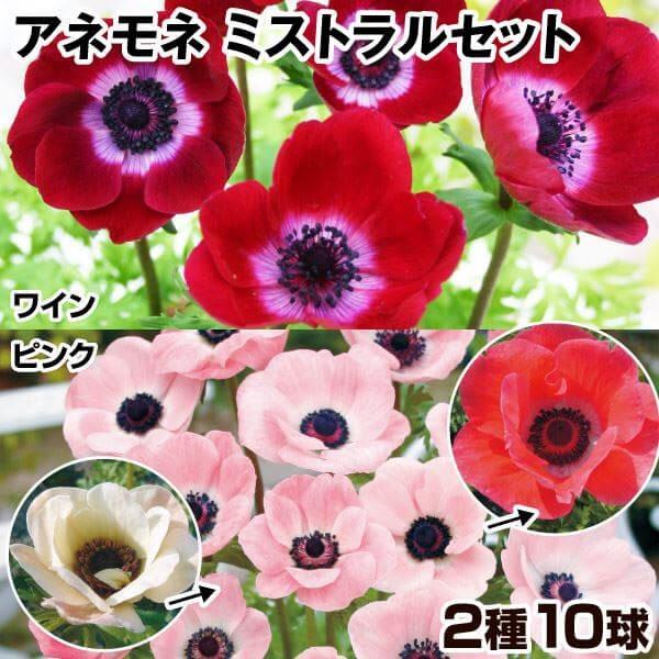 セット内容ミストラルピンク、ミストラルワイン 各5球●学名・英名：Anemone coronaria De Caen●商品情報：白から濃桃へと花色が変化するミストラルピンクとシックな花色がステキなミストラルワインのアネモネ2種セット。キンポ...