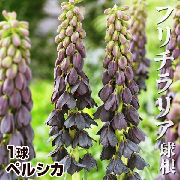 ●学名・英名：Fritillaria persica●商品情報：背が高く1mを越す事もある大型のフリチラリアです。切花にしても存在感抜群!! ユリ科。西アジアに分布。●お届け状態：球根 (球周: 約18cm)●開花期(約)：3-4月●草丈(...