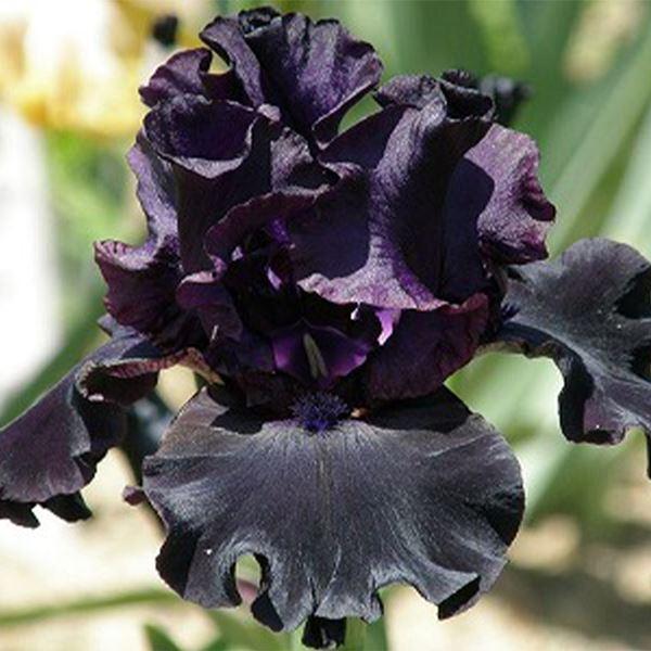 ●学名・英名：Iris (Tall Bearded)・Paint it Black●商品情報：虹の花(レインボーフラワー)とも呼ばれ、ドレスをまとったような優雅な花姿で人気の高いジャーマンアイリス。暑さ・寒さに強く栽培簡単。乾燥を好み、地植...