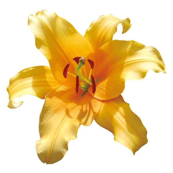 ●学名・英名：Lilium Valverde●商品情報：上向きに咲く鮮やかなオレンジ花で、草姿のバランスも抜群！芳香あり。宮崎県の自社農場で大量生産＆徹底管理しており、安さ日本一に挑戦しているお買い得オリエンタルユリ!!●お届け状態：球根(...