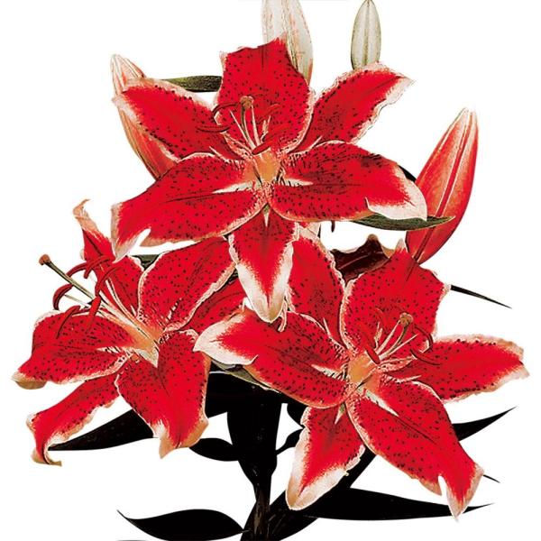 ●学名・英名：Lilium Starfighter●商品情報：くっきりとした白覆輪が美しいユリ。オリエンタルユリは良い香りがします。●お届け状態：球根●開花期：6-7月●草丈：中(80-120cm)●耐寒性：強●日照：半日陰●栽培適地：庭・...