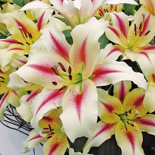 ●学名・英名：Lilium Nymph●商品情報：性質強健で育てやすいオリエンタルユリ! カラフルな巨大輪ユリ。●お届け状態：球根●開花期：6-7月●草丈：高(120cm-)●耐寒性：強●日照：半日陰●栽培適地：庭・鉢・切花●芳香性：有●注...