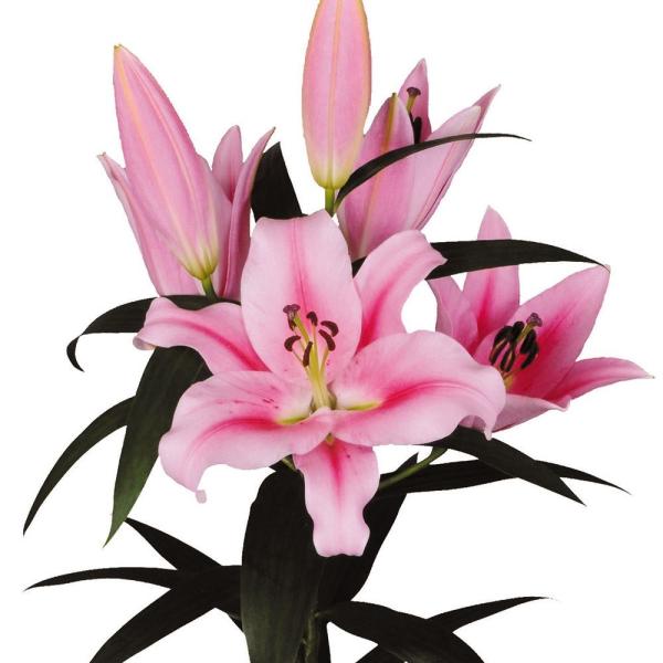●学名・英名：Lilium Frontera●商品情報：性質強健で育てやすいオリエンタルユリ! 良い香りがするユリです。●お届け状態：球根●開花期：6-7月●草丈：中(80-120cm)●耐寒性：強●日照：半日陰●栽培適地：庭・鉢・切花●注...