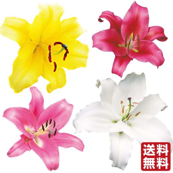 ●学名・英名：Lilium●商品情報：カサブランカシリーズの中から品種おまかせで3品種以上16球を名称付きでお届け。球根は小さいものを集めた訳あり商品ですが、切花生産者も使う球根サイズでしっかり開花!●お届け状態：球根●開花期：6〜7月●草...