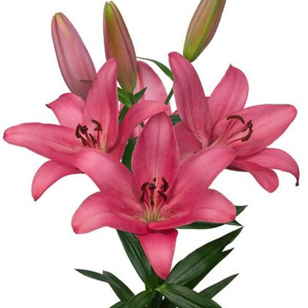 ●学名・英名：Lilium Sentosa●商品情報：鮮やかな色と上向きの花姿が美しいTAハイブリッドユリ！●お届け状態：球根●開花期：6月●草丈：中(80-120cm)●耐寒性：強●日照：日なた●栽培適地：庭・鉢・切花●注意事項：※商品画...