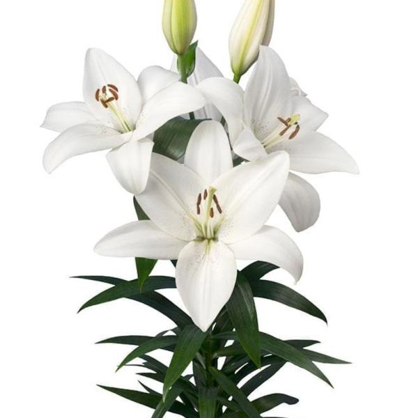 ●学名・英名：Lilium Volvic●商品情報：鮮やかな色と上向きの花姿が美しいTAハイブリッドすかしユリ！●お届け状態：球根●開花期：6月●草丈：中(80-120cm)●耐寒性：強●日照：日なた●栽培適地：庭・鉢・切花●注意事項：※商...