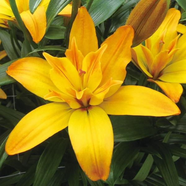 ●学名・英名：Lilium Gold Twin●商品情報：強健で花もち抜群の豪華八重咲すかしユリ。●お届け状態：球根●開花期：6月●草丈：中(80-120cm)●耐寒性：強●日照：日なた●栽培適地：庭・鉢・切花●注意事項：※商品画像は開花後...