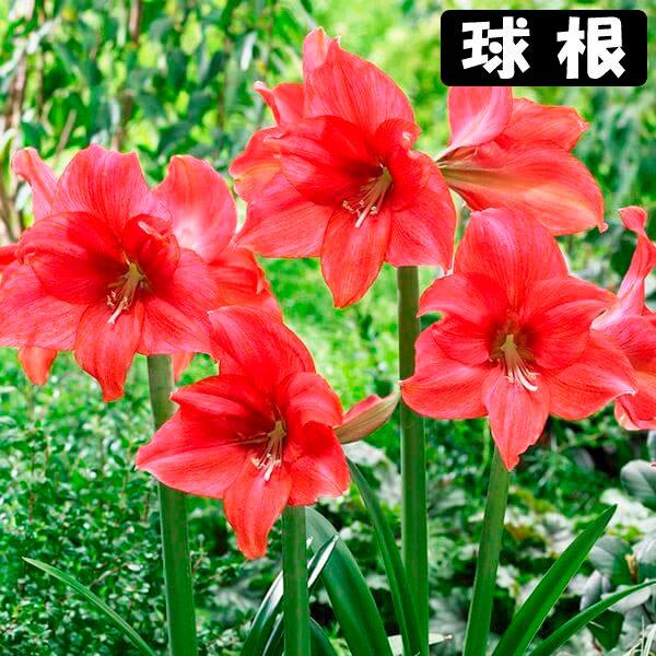 ●学名・英名：Hippeastrum Mastermind●商品情報：2月から5月に咲くように開花促進処理をしたアマリリスの球根。お買得な福袋企画です。球根の上部３分の１程度出るくらいの浅さで鉢に植え付けます。水をやると成長がスタート! ●...