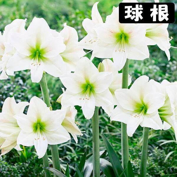 ●学名・英名：Hippeastrum Mount Everest●商品情報：2月から5月に咲くように開花促進処理をしたアマリリスの球根。お買得な福袋企画です。球根の上部３分の１程度出るくらいの浅さで鉢に植え付けます。水をやると成長がスタート...