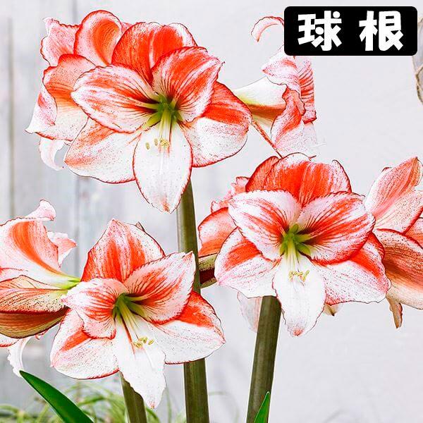 ●学名・英名：Hippeastrum Tabledance●商品情報：2月から5月に咲くように開花促進処理をしたアマリリスの球根。お買得な福袋企画です。球根の上部３分の１程度出るくらいの浅さで鉢に植え付けます。水をやると成長がスタート! ●...