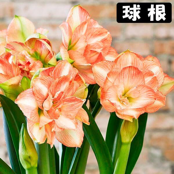 ●学名・英名：Hippeastrum Beautiful Emotion●商品情報：2月から5月に咲くアマリリスの球根。美しい色合いの八重咲きアマリリスです。球根の上部３分の１程度出るくらいの浅さで鉢に植え付けます。水をやると成長がスタート...