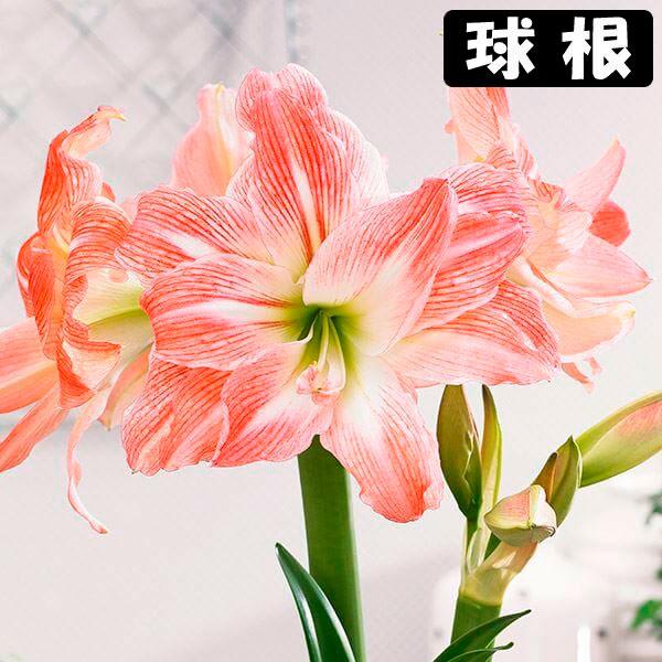 ●学名・英名：Hippeastrum Giant Amadeus●商品情報：2月から5月に咲くアマリリスの球根。美しい色合いの八重咲きアマリリスです。球根の上部３分の１程度出るくらいの浅さで鉢に植え付けます。水をやると成長がスタート! ●お...