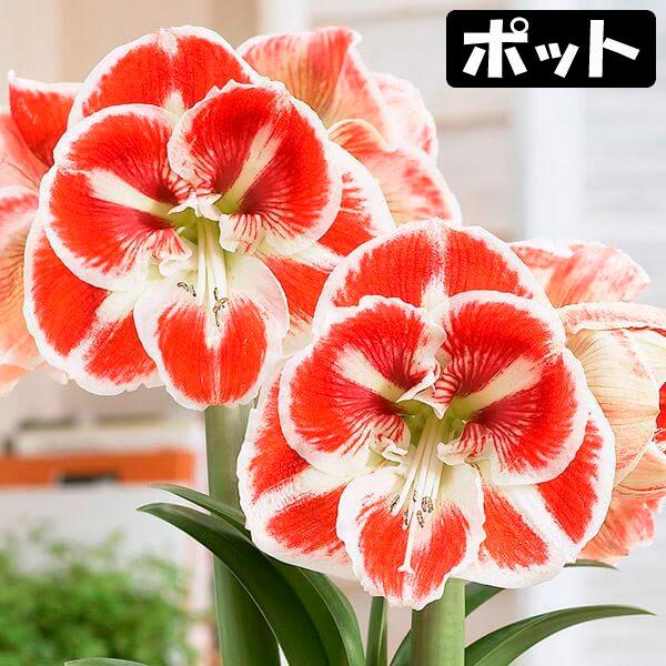 国華園 アマリリス ポット植え 一重咲 サンバ 1箱 アマリリスの球根