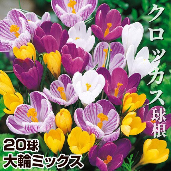 ●学名・英名：Crocus●商品情報：大輪クロッカスは花壇や鉢植えはもちろん、水栽培でも立派に開花するほど強健なので、植えっぱなしOKで栽培簡単!! アヤメ科。●お届け状態：球根 (球周: 約7cm)※花色によってサイズが異なる場合がありま...