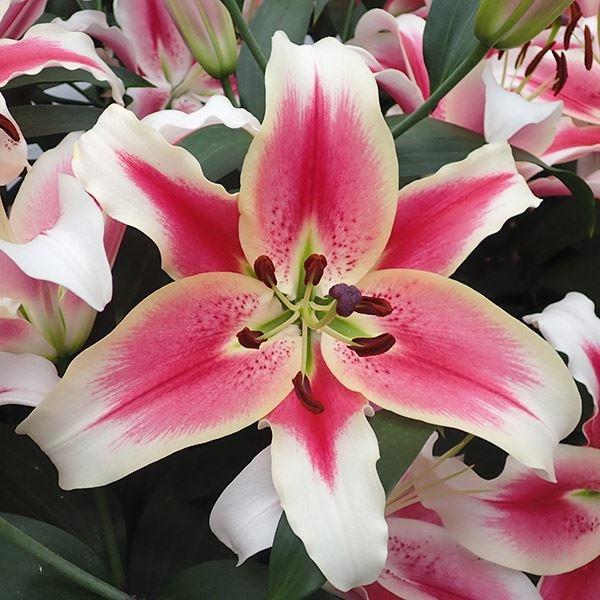 ●学名・英名：Lilium Candy Club●商品情報：白覆輪がよく映える美しい巨大輪ユリ。切花に向くオリエンタルユリ。芳香あり。●お届け状態：球根●開花期：6-7月●草丈：中(80-120cm)●耐寒性：強●日照：半日陰●栽培適地：庭...