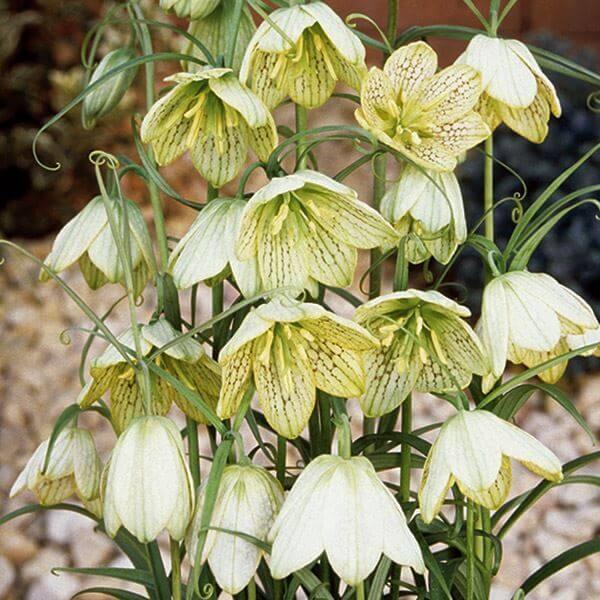 ●学名：Fritillaria thunbergii●商品情報：クリーム色の花弁に暗褐色の網目模様がありシックなフリチラリア。日本に自生しており、数年は植えっぱなしでも大丈夫です。別名「アミガサユリ」。ユリ科。●お届け状態：球根●開花期(約...