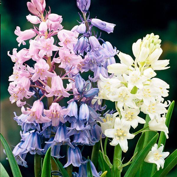 ●セット内容：青花、桃花、白花●学名・英名：Hyacinthoides hispanica (Scilla campanulata)●商品情報：植えっぱなしOK!! 可憐なベル形花。性質は強健で育てやすい。クサスギカズラ科。別名：シラー・カ...