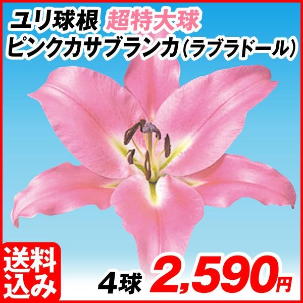 yuritunn 花ユリ 球根 超特大球 ピンクカサブランカ（ラブラドール） 4球 [送料込み企画] : 2024n-p0-0550 : 花と緑 国華園 - 通販 -  Yahoo!ショッピング