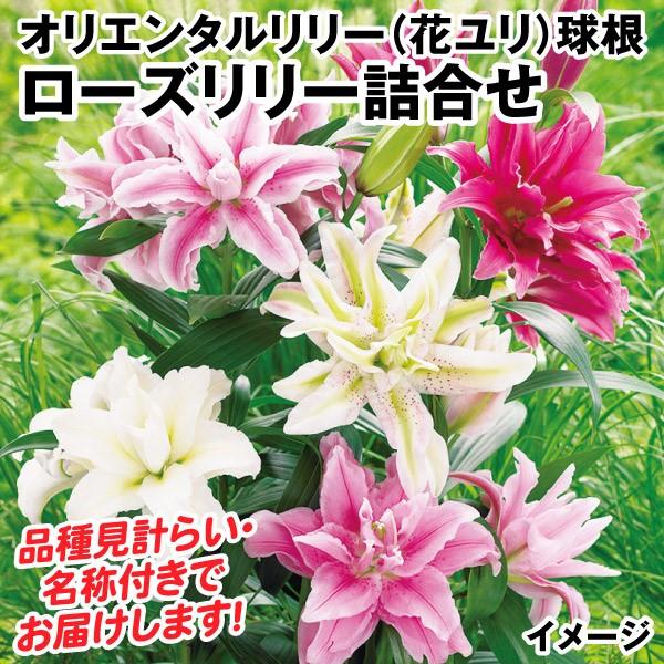 ●商品情報：茎が強く、無花粉なので切花に最適なローズリリー。ローズリリーは気品溢れる花色で、豪華な八重咲きユリです。花もちも抜群です。そんなローズリリーのお得な詰め合わせセットです。品種見計らい・名称付きでお届けします。●お届け状態：球根●...