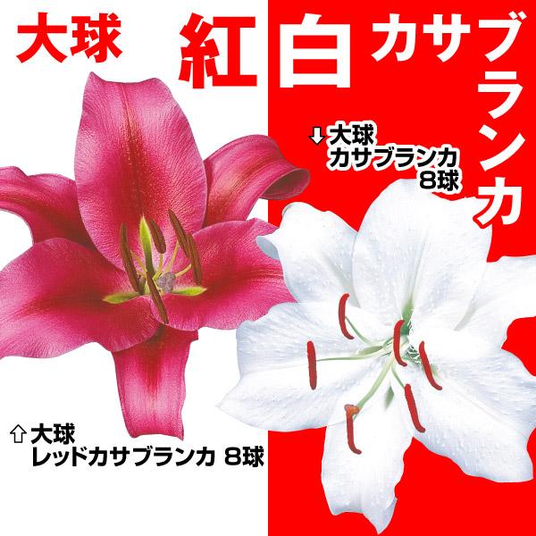 ユリ 球根 大球紅白カサブランカセット 2種16球(各8球) / カサブランカ 