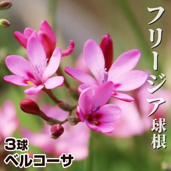 ●学名・英名：Freesia verrucosa●商品情報：可愛らしい桃色の小花は、香りもあるフリージアです。アヤメ科フリージア属。原産地は南アフリカ、ケープ地方。●お届け状態：球根 (小球性)●開花期(約)：3-5月●草丈(約)：15-3...