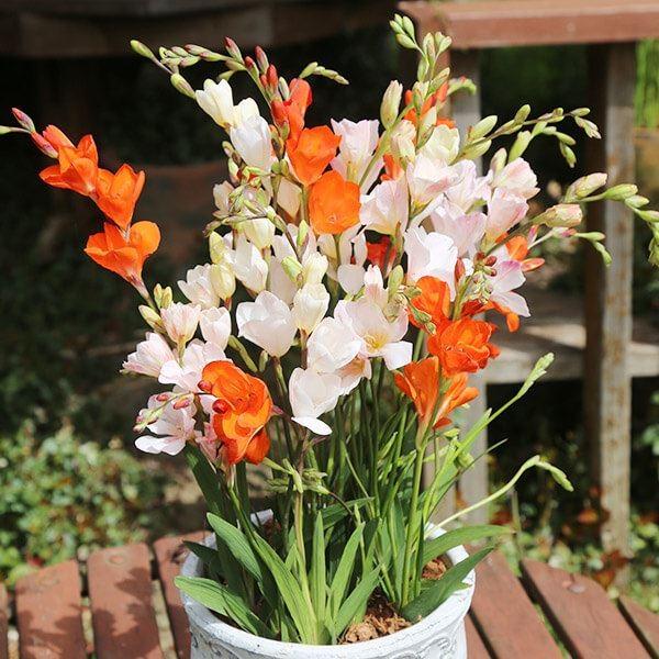 ●学名・英名：Tritonia●商品情報：トリトニアは丈夫で育てやすく、植えっぱなしもOK！ 蕾が開くほど花もちもよく切花に最適です。アヤメ科。●お届け状態：球根 (小球性)●開花期(約)：3-5月●草丈(約)：20-30cm●耐寒性：中 ...