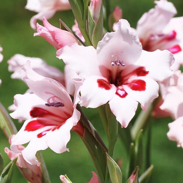 ●学名・英名：Gladiolus carneus●商品情報：秋に植えて春に咲く早咲きグラジオラス。可憐で美しい花姿が特徴的。高性なので切花に最適です。アヤメ科。南アフリカ、ケープ地方原産。●お届け状態：球根 (小球性)●開花期(約)：3-5...