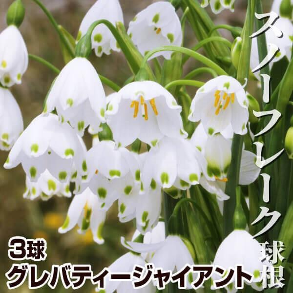 ●学名・英名：Leucojum (Acis) aestivum Gravity Giant●商品情報：水仙のようなスラリとした葉と、鈴蘭のようなかわいい白花が魅力的なスノーフレーク。植えっぱなしOK!! ヒガンバナ科。グレバティージャイアン...
