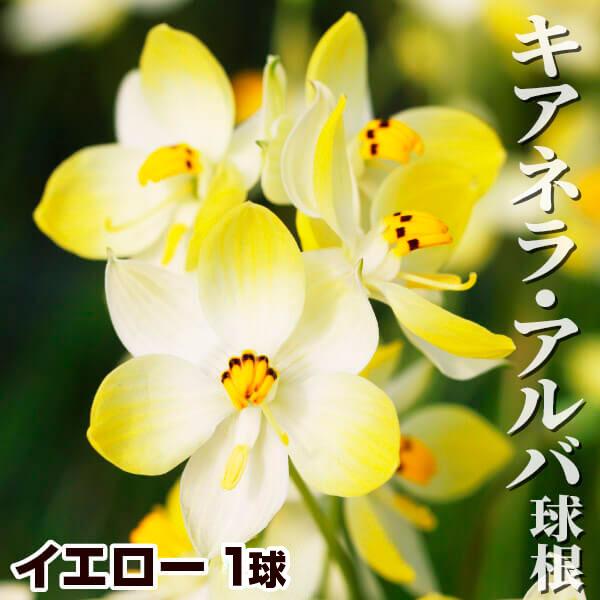 ●学名・英名：Cyanella alba●商品情報：キアネラアルバのイエローはクリーム色の花弁に黄色がさすキュートな花。 テコフィレア科。栽培にはやや深めの鉢が適し、霜を避け日当たりのよい場所で管理します。●お届け状態：球根 (小球性)●開...