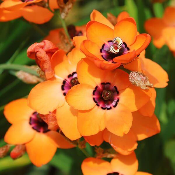 ●学名・英名：Sparaxis elegans●商品情報：派手な見た目で目を惹くスパラキシス。南アフリカ原産。アヤメ科。●お届け状態：球根 (球周:約4cm)●開花期(約)：3-5月●草丈(約)：20-30cm●耐寒性：中●日照：日なた●栽...