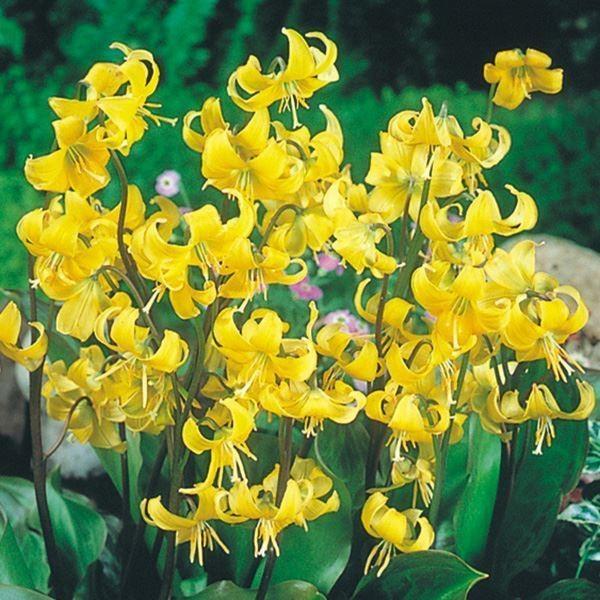 ●学名・英名：Erythronium Pagoda●商品情報：濃黄色花のカタクリ。カタクリの中でも丈夫で、自生地では林床に群生したり、早春のわずかな日光で花を咲かせます。ユリ科。※観賞用で食用ではございません。絶対に食べないでください。●お...