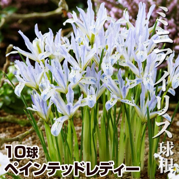 ●学名・英名：Iris reticulata Painted Lady●商品情報：草丈が低いアイリス。育てやすさと愛らしさで大人気!  普通のアイリスより約1か月早く開花します。アヤメ科。●お届け状態：球根 (球周:約5cm)●開花期(約)...