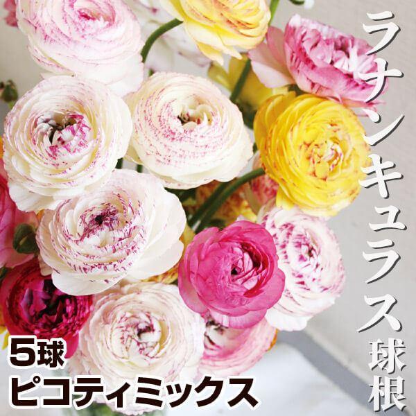 ●学名・英名：Ranunculus●商品情報：ラナンキュラスは色鮮やかな花弁が幾重にもなり、ボリューム満点!  ピコティ色で柔らかさプラス。●お届け状態：球根●開花期(約)：3-5月●草丈(約)：20-40cm●耐寒性：中 ※冬は霜除けが必...