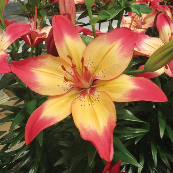 ●学名・英名：Lilium Heartstrings●商品情報：個性的な花色が美しい2色咲すかしユリ●お届け状態：球根●開花期：6月●草丈：中(80-120ｃｍ)●耐寒性：強●日照：日なた●栽培適地：庭・鉢・切花●注意事項：※商品画像は開花...