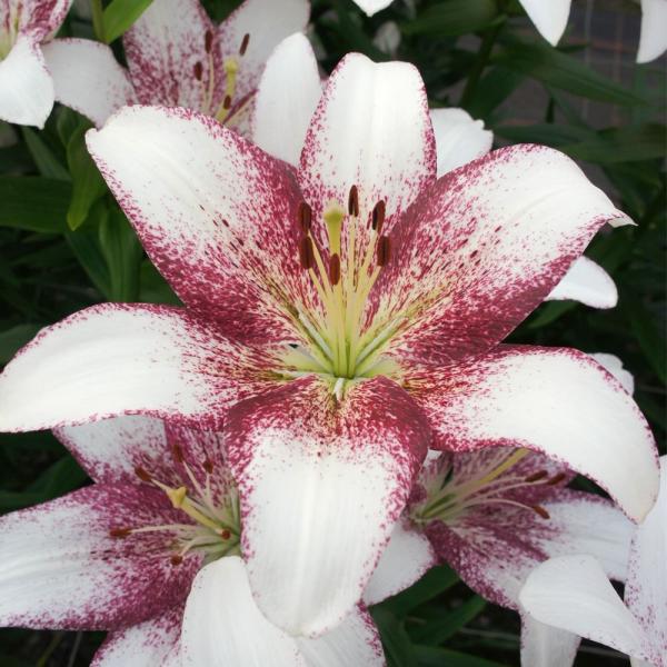 ●学名・英名：Lilium Sweet Zanica●商品情報：個性的な2色のコントラストが美しいすかしユリ!●お届け状態：球根●開花期：6月●草丈：中(80-120cm)●耐寒性：強●日照：日なた●栽培適地：庭・鉢・切花●注意事項：※商品...