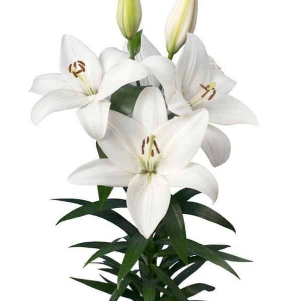 ●学名・英名：Lilium Volvic●商品情報：鮮やかな色と上向きの花姿が美しいTAハイブリッドすかしユリ！●お届け状態：球根●開花期：6月●草丈：中(80-120cm)●耐寒性：強●日照：日なた●栽培適地：庭・鉢・切花●注意事項：※商...