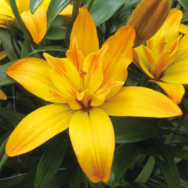 ●学名・英名：Lilium Gold Twin●商品情報：強健で花もち抜群の豪華八重咲すかしユリ。●お届け状態：球根●開花期：6月●草丈：中(80-120cm)●耐寒性：強●日照：日なた●栽培適地：庭・鉢・切花●注意事項：※商品画像は開花後...