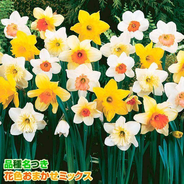 ●学名・英名：Narcissus●商品情報：華やかなカップ咲き水仙の福袋。何が届くかはお楽しみ♪スイセンは育てやすく、植えっぱなしでも栽培でき、初心者にもおすすめです●お届け状態：球根●開花期(約)：3月-5月●草丈(約)：20-60cm●...
