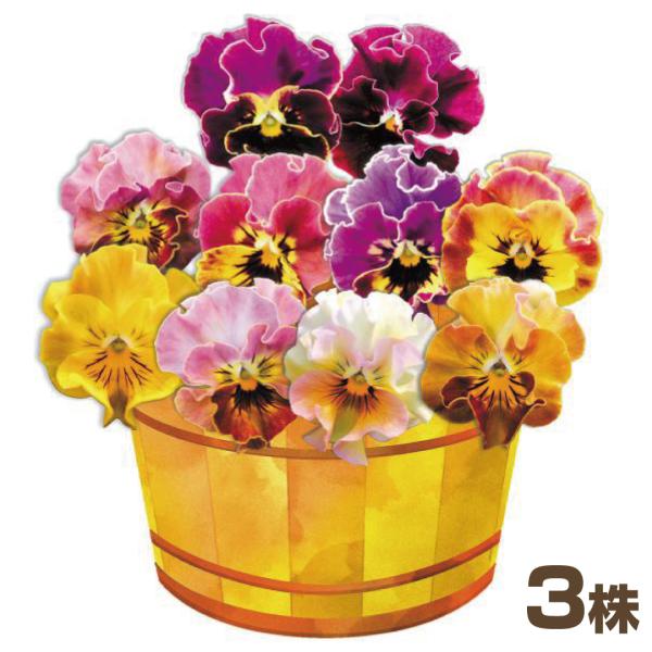 国華園 花苗 パンジー 夢見るパンジー はっぴーしぇーど 3株 / 花の苗 パンビオ 冬花壇 フリルパンジー
