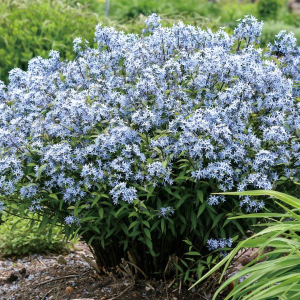 ●商品情報驚くほどの分枝性と多花性でまるで星が降っているように溢れ咲く姿は圧巻の一言。存在感のあるブラックステム（黒茎）と爽やかなアイスブルーの花弁との色合いは人気沸騰間違いなし!!耐暑性・耐寒性・耐病性強く、ローメンテナンスです。   ●...