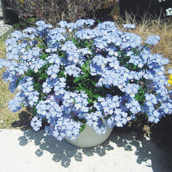 商品情報大輪の忘れな草。淡い水色の花弁が株一面に咲き、春の訪れを知らせてくれます。一般の忘れな草よりも耐暑性がアップし、夏越しが可能です。まん丸の花弁はブルー、ピンクと変化し、パステル調の色がとてもかわいい。登録名：Myomarkお届け状態...