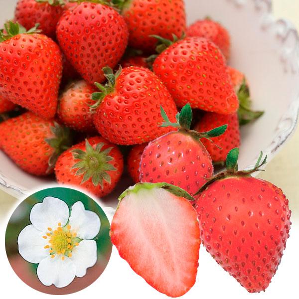 ●商品情報一度食べたら忘れられない「蜜」のような濃厚な甘さ！熟すと強い香りがたちこめ、香りまで楽しめます。果肉は真っ白で肉質緻密。品種登録名：Sunmitsu●お届け状態：ポット苗●分類：多年草●草丈：20〜30cm●耐寒性：強/寒冷地でも...